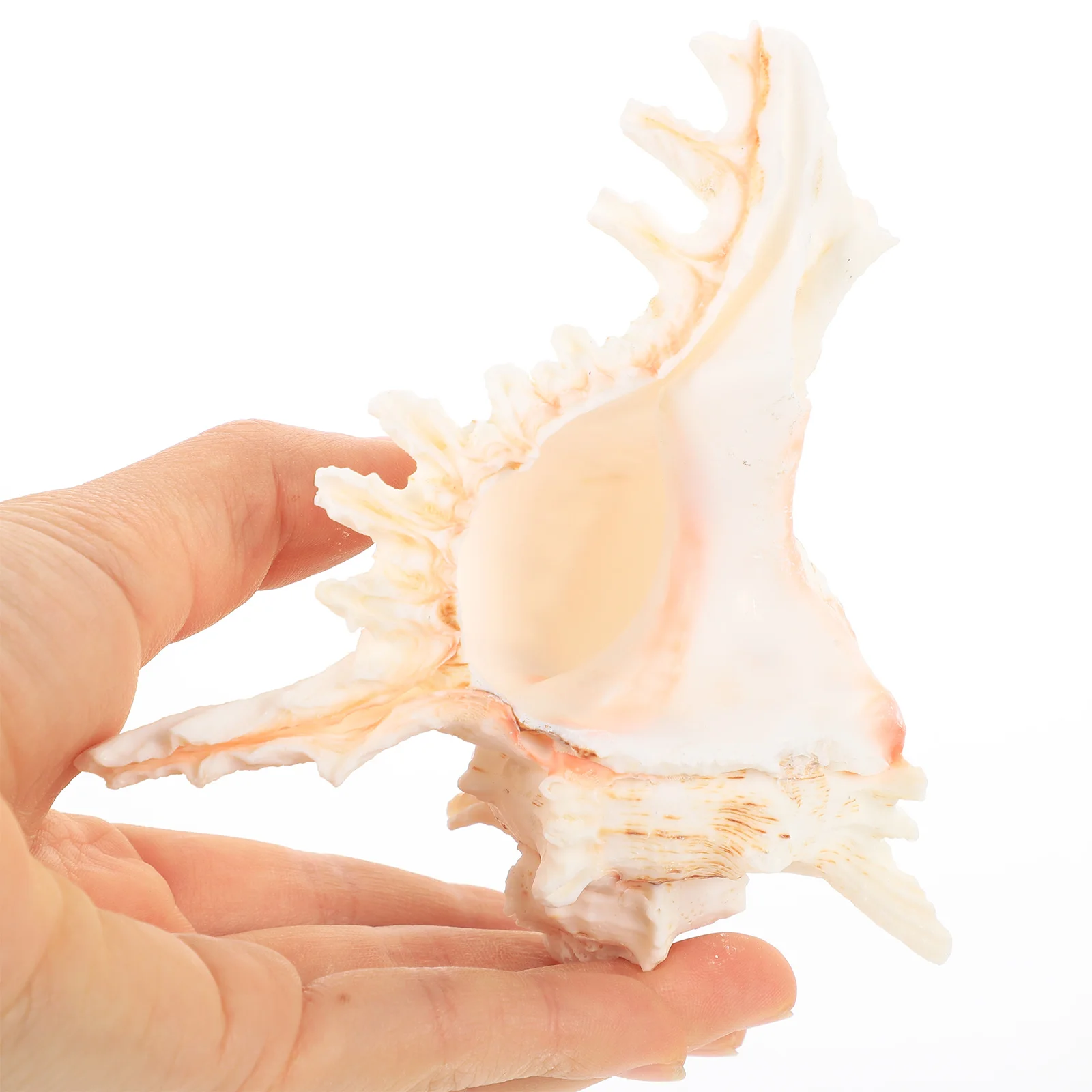 

5Pcs Conch Seashell Decor Home Desktop Decoration Planting Pot Office Desk Natural Craft Gift for Living Room Space