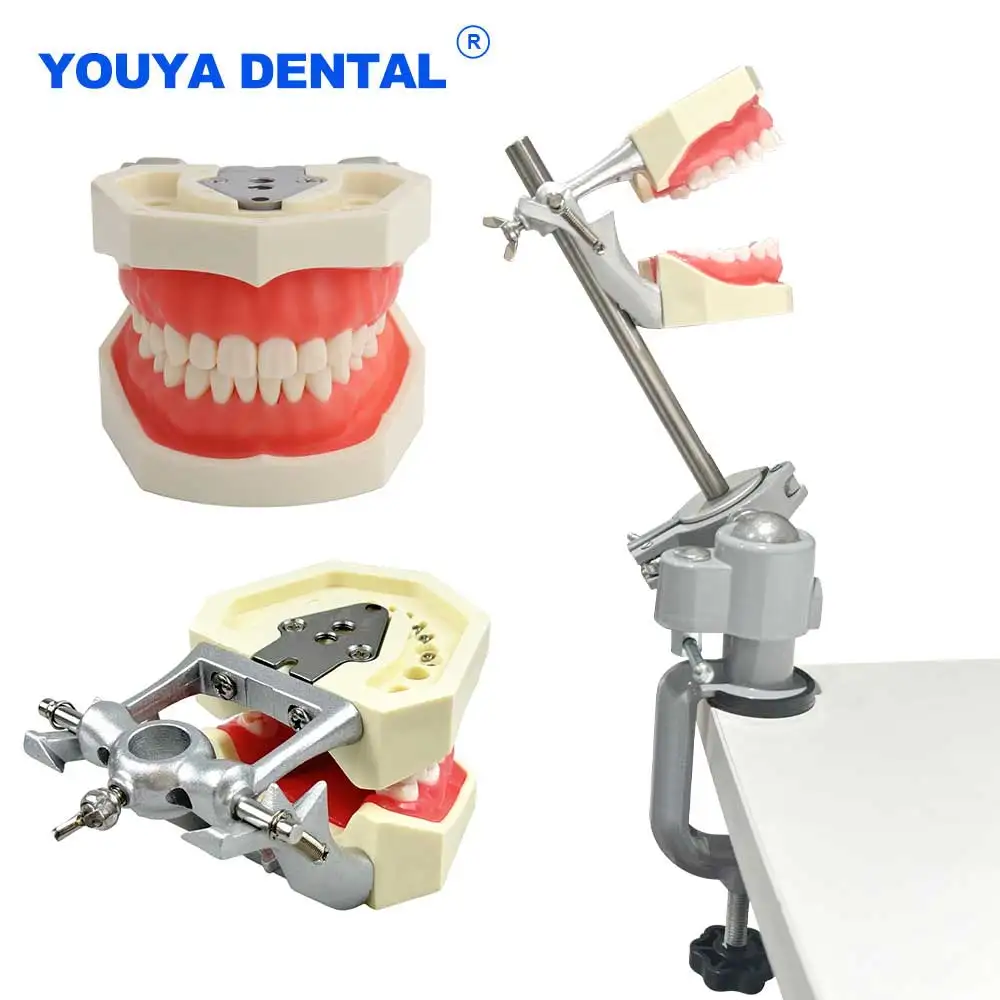 

Dental Typodont Mounting Pole 28/32 Standard Teeth Model Fixed on Desk Training Manikin Practice Training Simulator Teaching