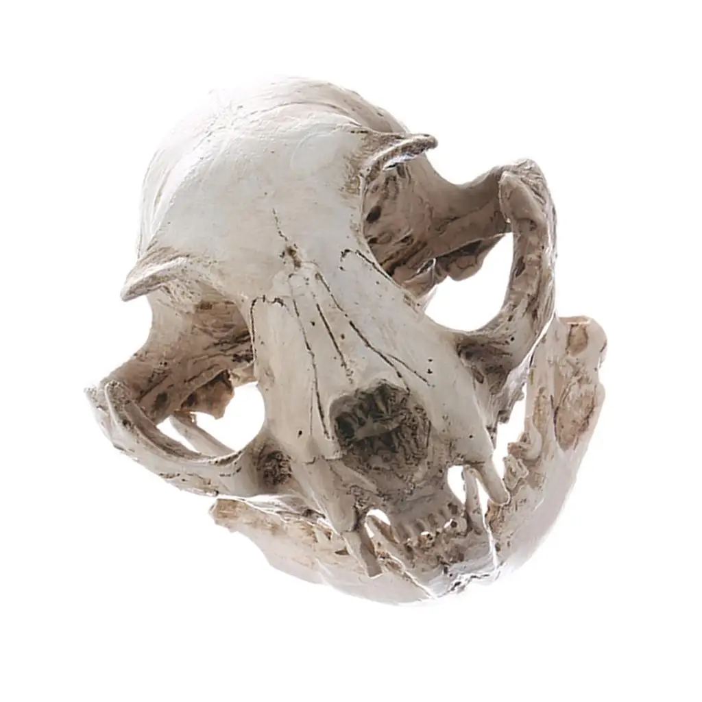Cat Skull Replica Resin Model Craft Collectible Lifesize Statue for Aquarium Home Bar Decoration