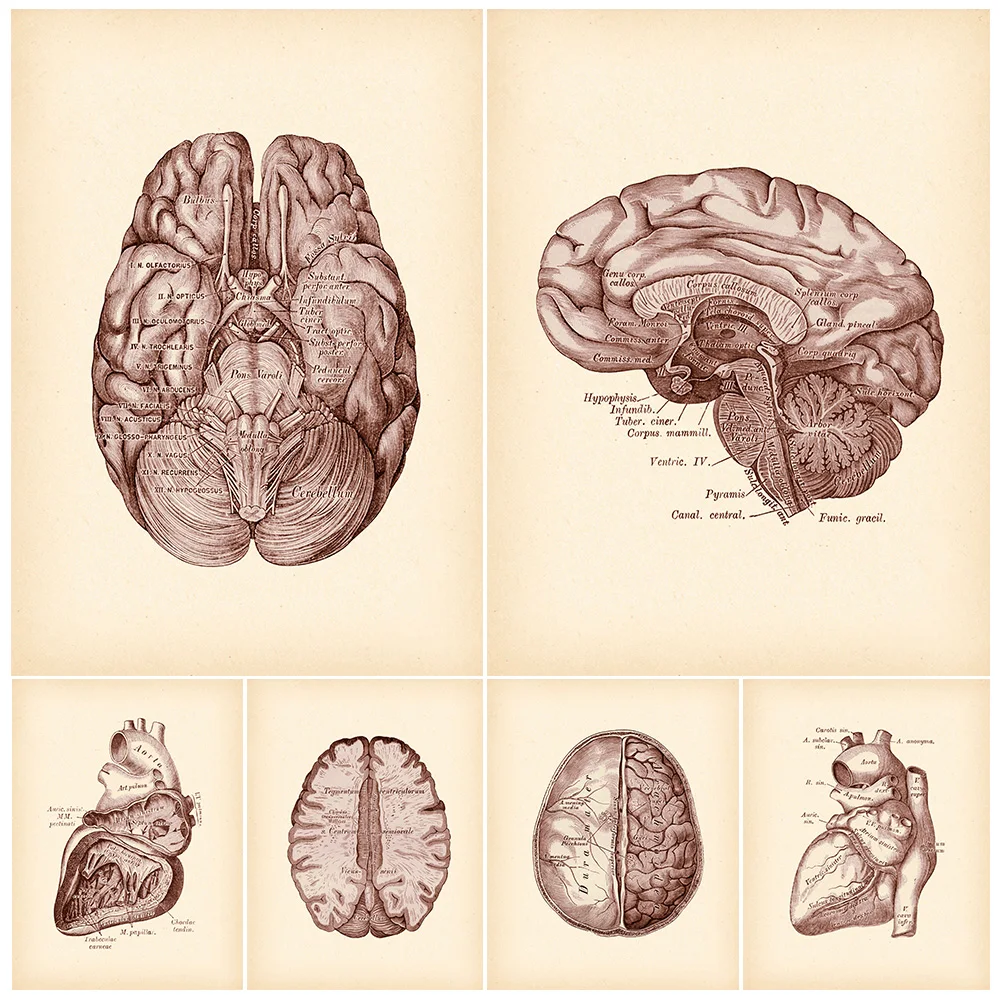 Medical Antique Neurology Heart Cardiologist Poster Wall Art Canvas Painting Home Decor Wall Pictures For Living Room Unframed