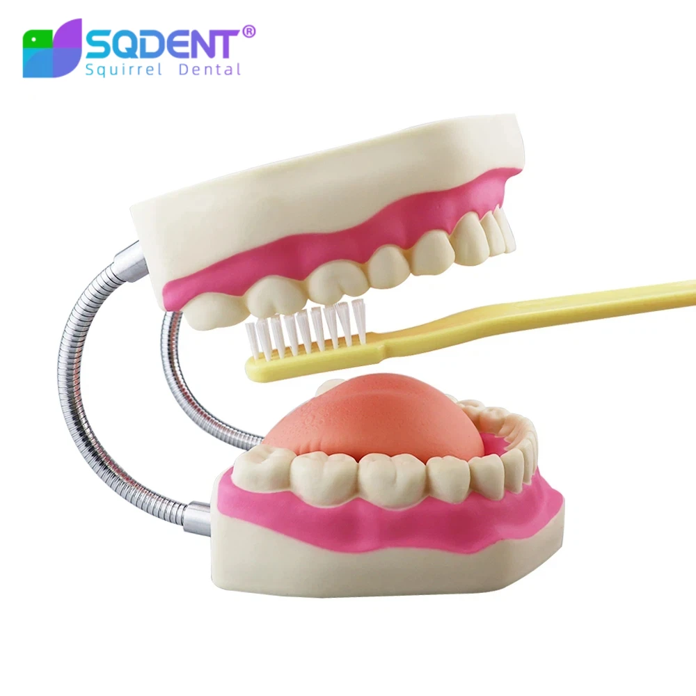 Dental Model Teeth 6 Times Normal Brushing Model With Big Toothbrush Teaching Modeling Medical Dentist Oral Care Dental Products