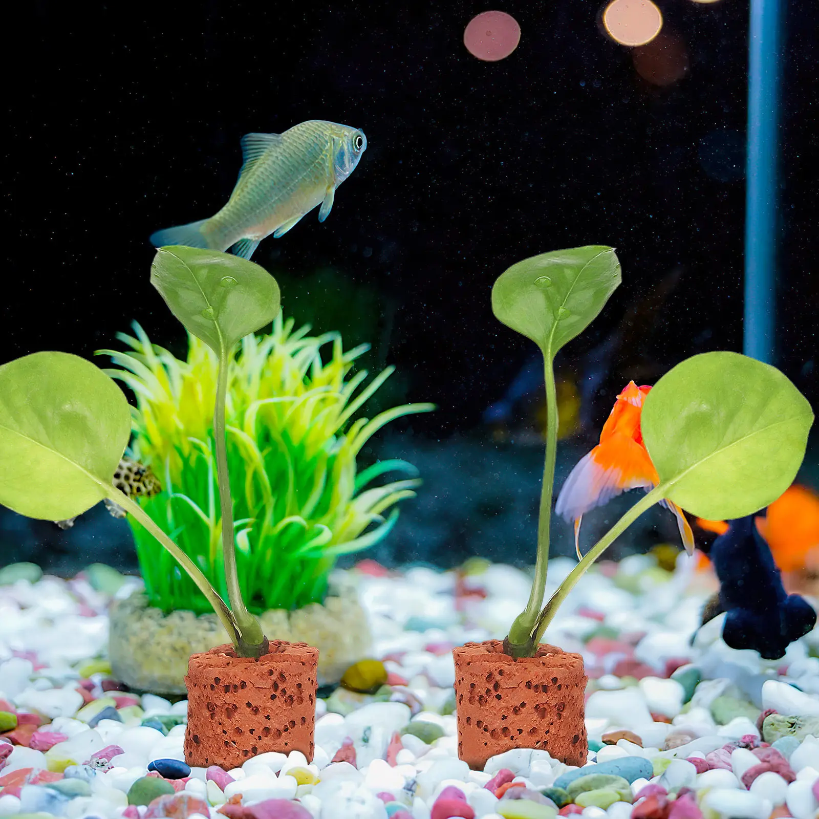 30Pcs Water Plant Fixed Ring P - Planted Aquarium Without Fish ulasan dan harga