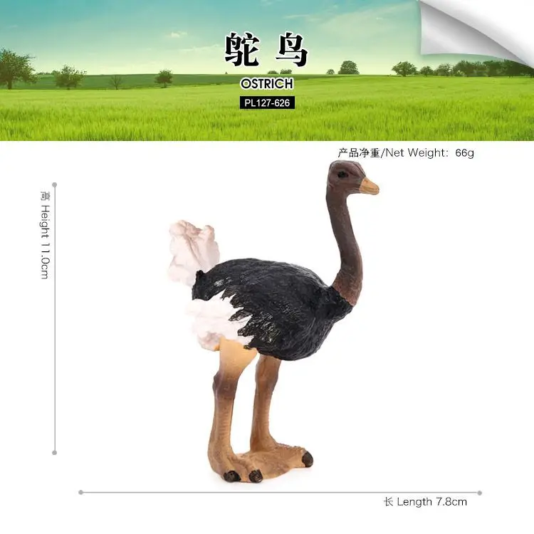 Simulation animal model static solid bird animal toy ostrich emu children's cognitive ornament figure