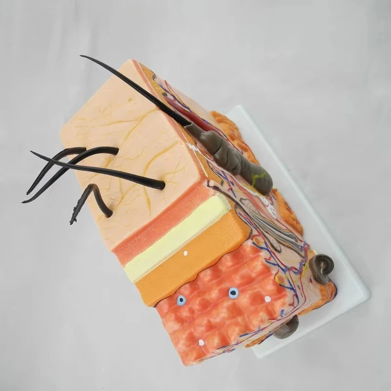 Best Selling Skin Block Model Anatomical Model Skin