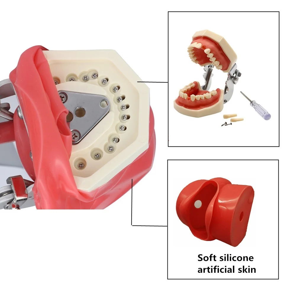 

Dental Practice Model Standard Typodont Model With Removable Teeth Silicone Mask Dentistry Teaching Training Demonstration Tools
