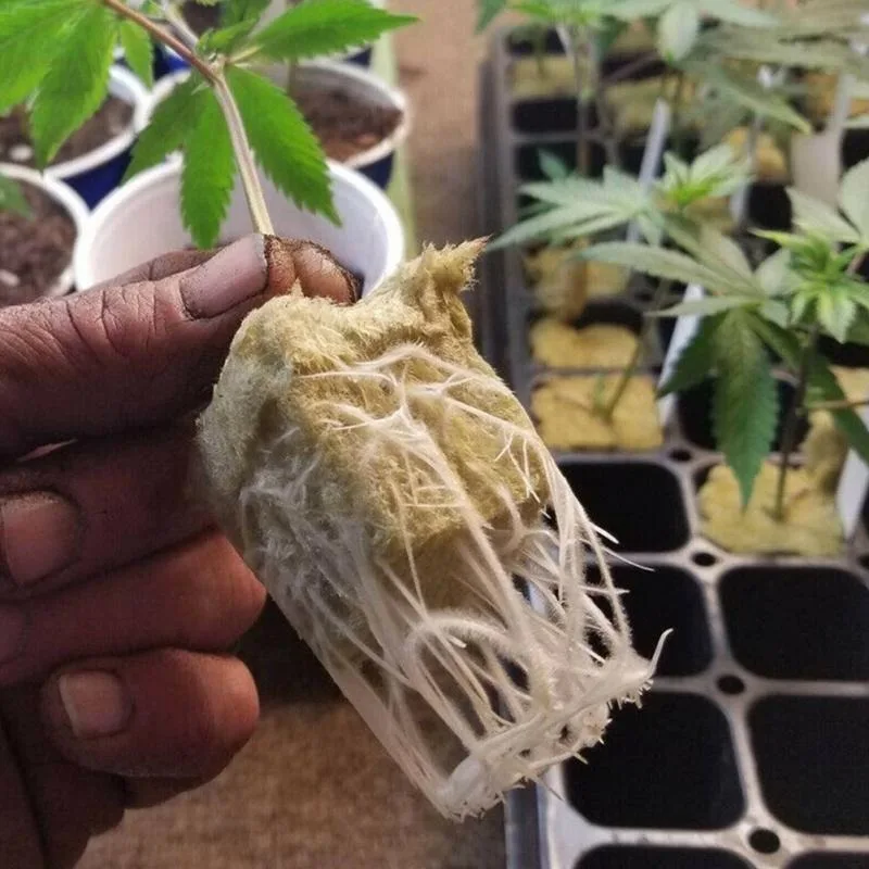 50/100/200 Uds 30x25mm lana de piedra hidropónica medios de cultivo cubos de plantas sustrato sin suelo semilla enchufe de lana de roca bloque de plántulas