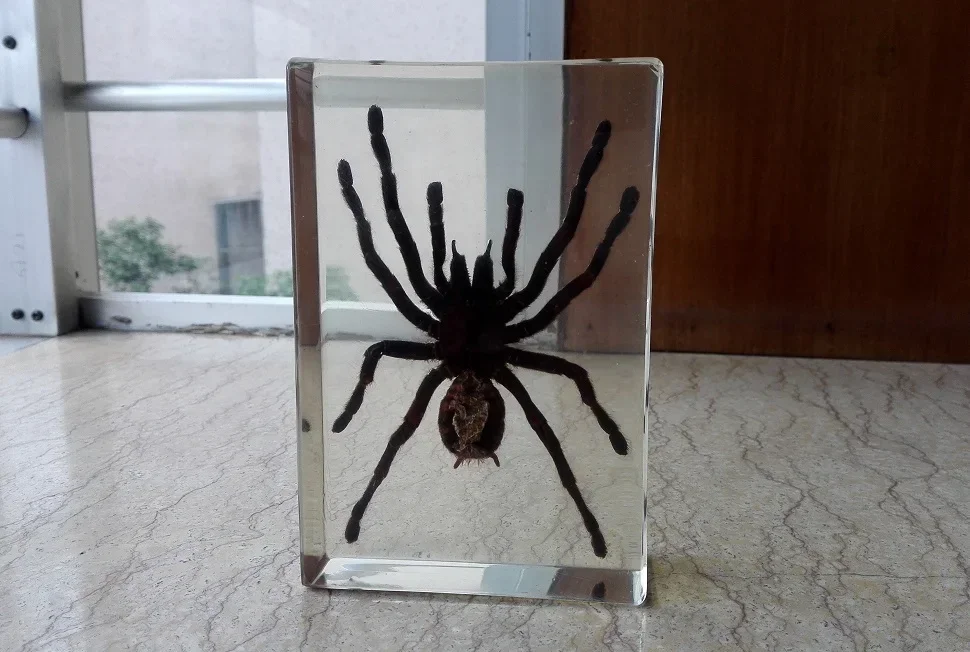 Large Tarantula Specimen Resin Insect Large Batr Taxidermia Resin Bug Beetle Scorpion Specimen Insect Desk Decoration Ornament