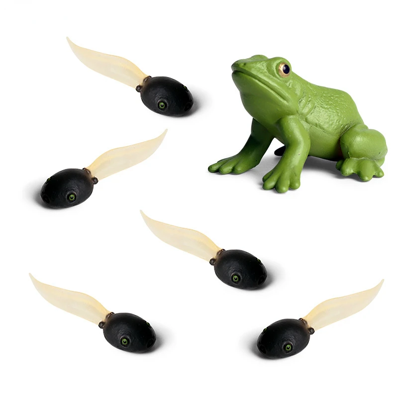 Montessori cognitive teaching aid tadpoles mothers children simulation solid frog tadpoles growth cycle model ornaments