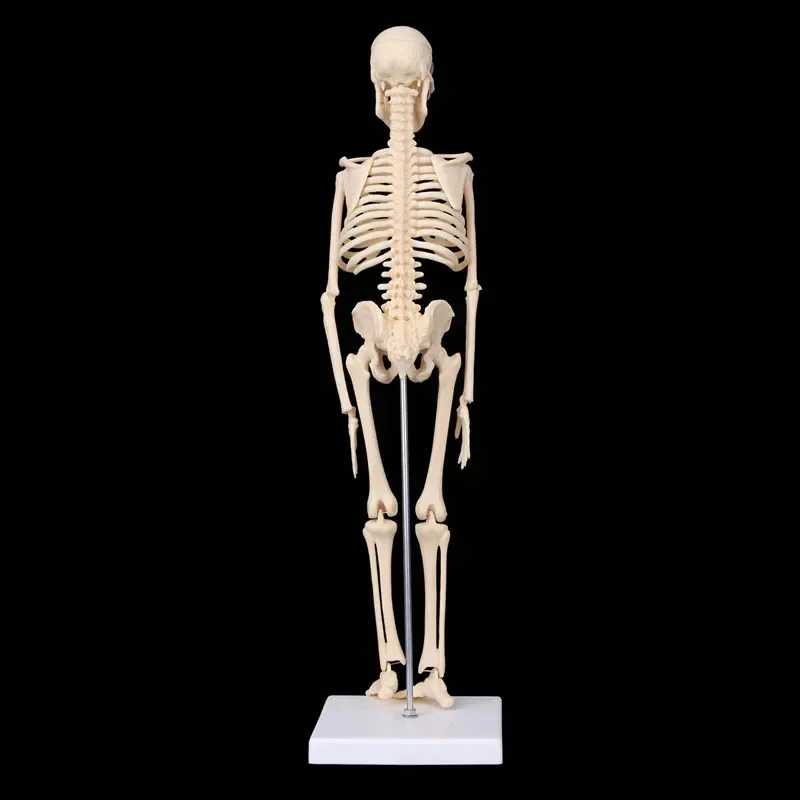 45CM Anatomical Anatomy Human Skeleton Model Medical Learn Aid Anatomy human skeletal model Wholesale Retail