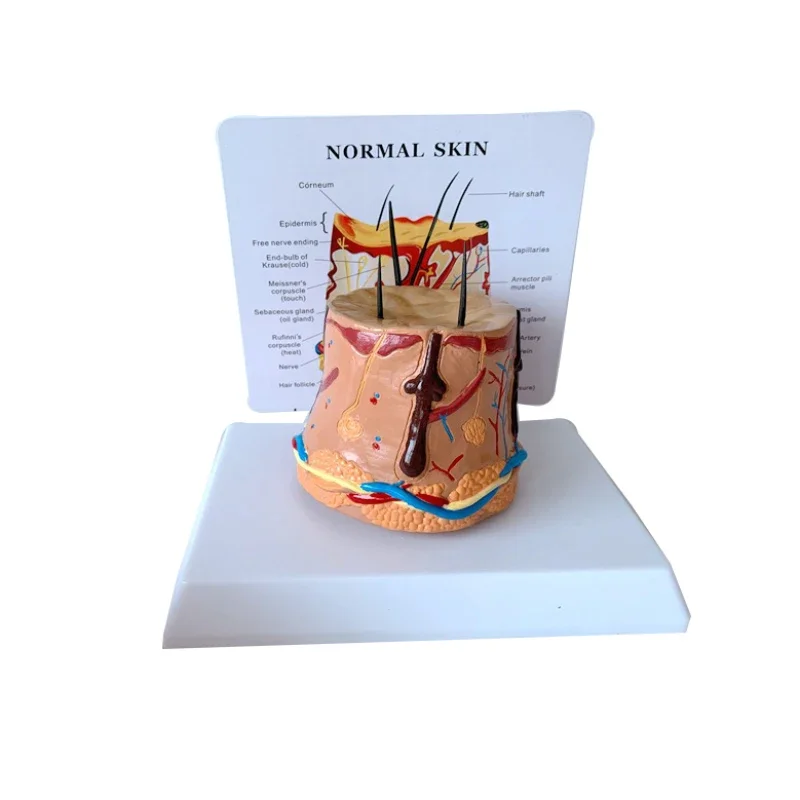 Healthy Skin Human Hair Growth Process Demonstration Process Skin Enlarged Skin Anatomy Model
