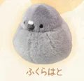 pigeon