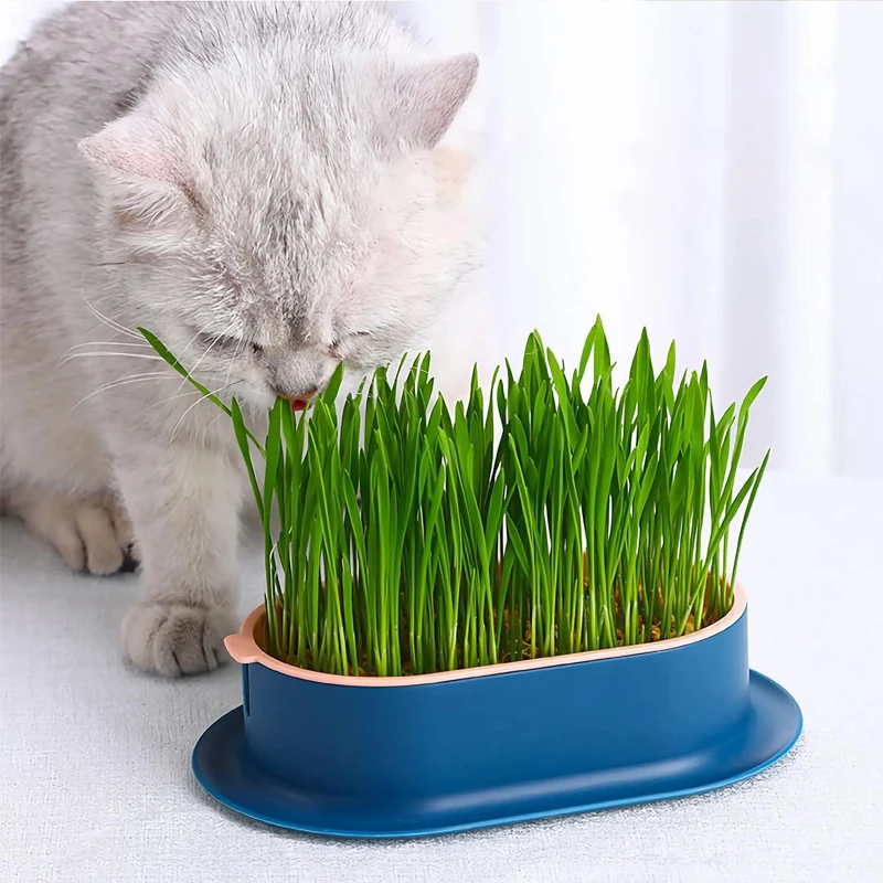 Pet Cat Snack Grass Box  Soilless Planting Pot Greenhouse Grow Catnip Box for Kitten Snack Grass Germination Greenhouse Grow Box