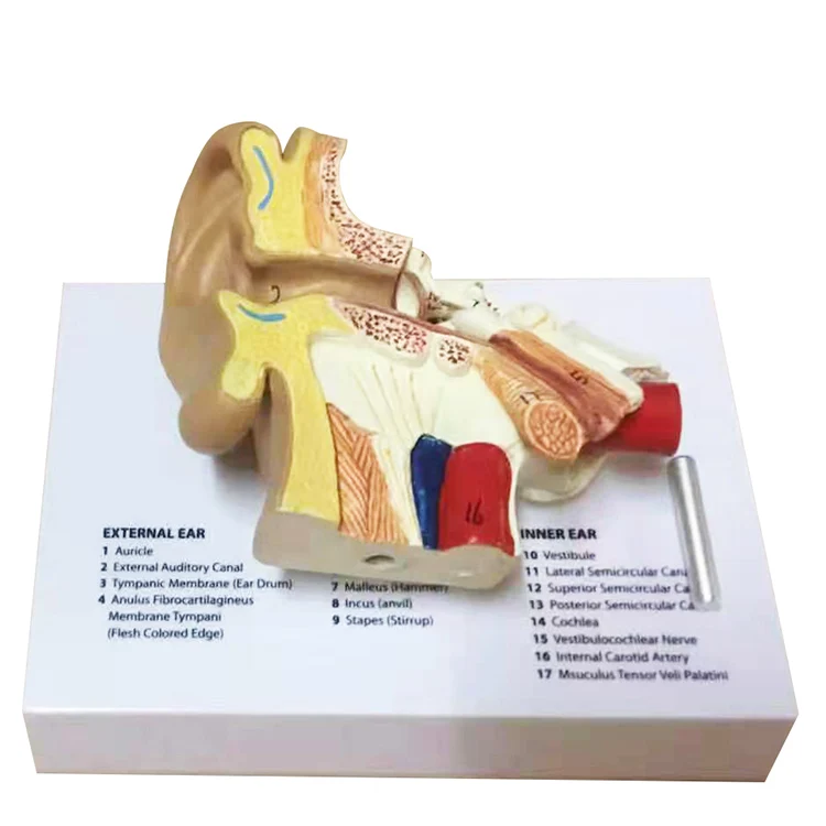 Human ear structure anatomical model ear model outer ear auditory system hearing cochlear inner ear teaching