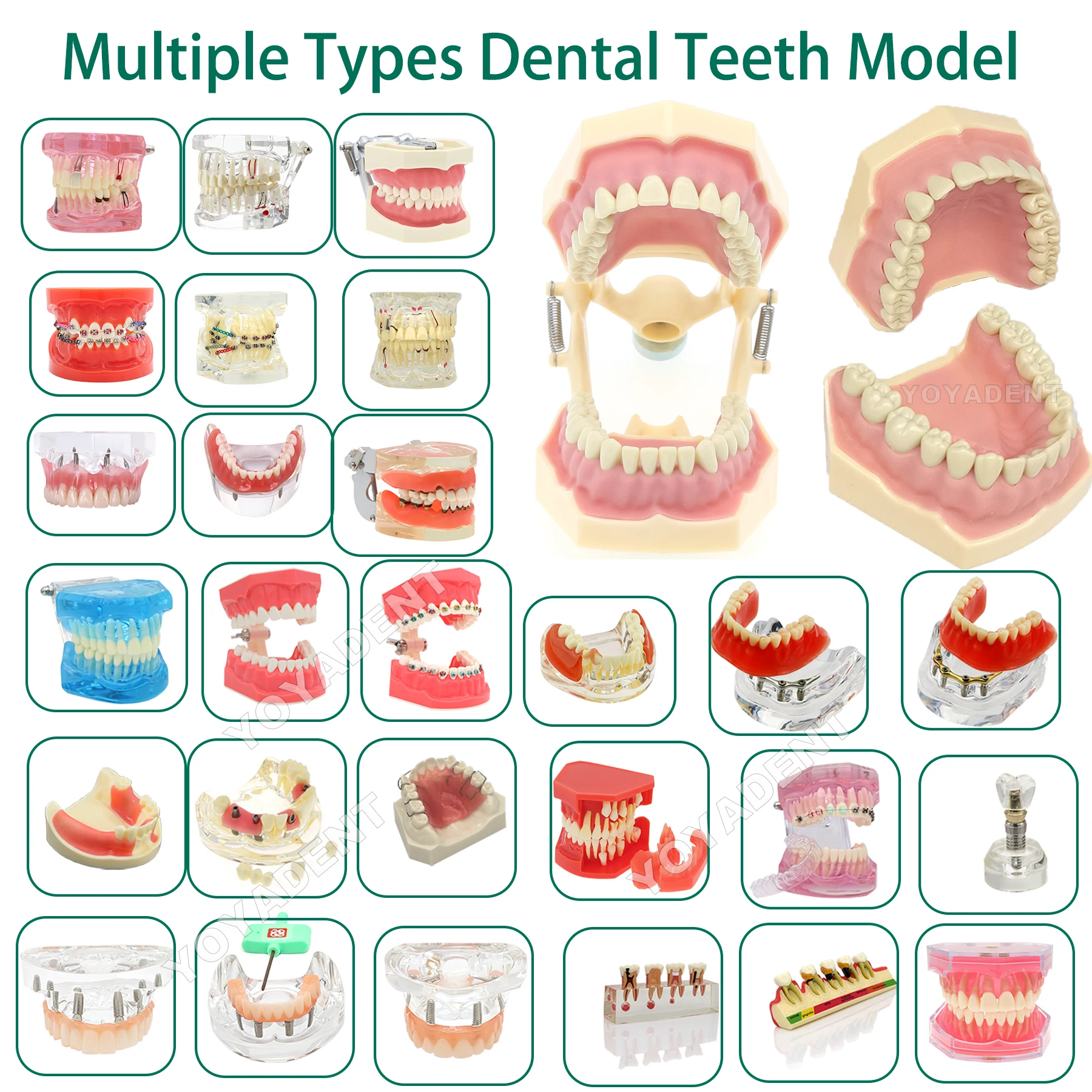 Dental Teeth Model Orthodontic Implant Periodontal Removable Teeth Model Dentistry Teaching Study Demo for Dentist Education