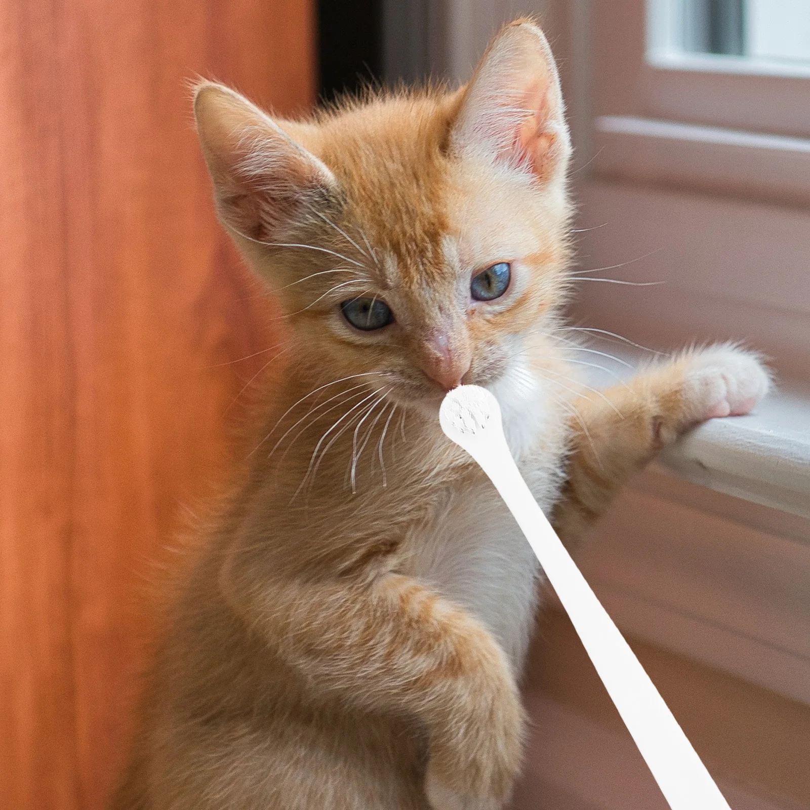 

6pcs Portable Cat Toothbrush Kitten Puppy Dog Dental Brush Wear-Resistant Convenient Pet Gum Care Tool For Small Dogs Cats