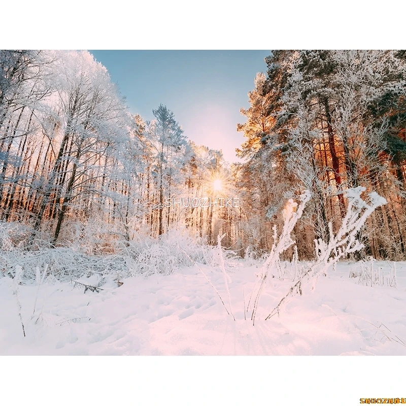 الشتاء الغابات الثلوج الطريق خلفيات للتصوير الفوتوغرافي عدم وضوح المشهد الثلج الطريق شجرة التنوب خلفية الصورة XD-04