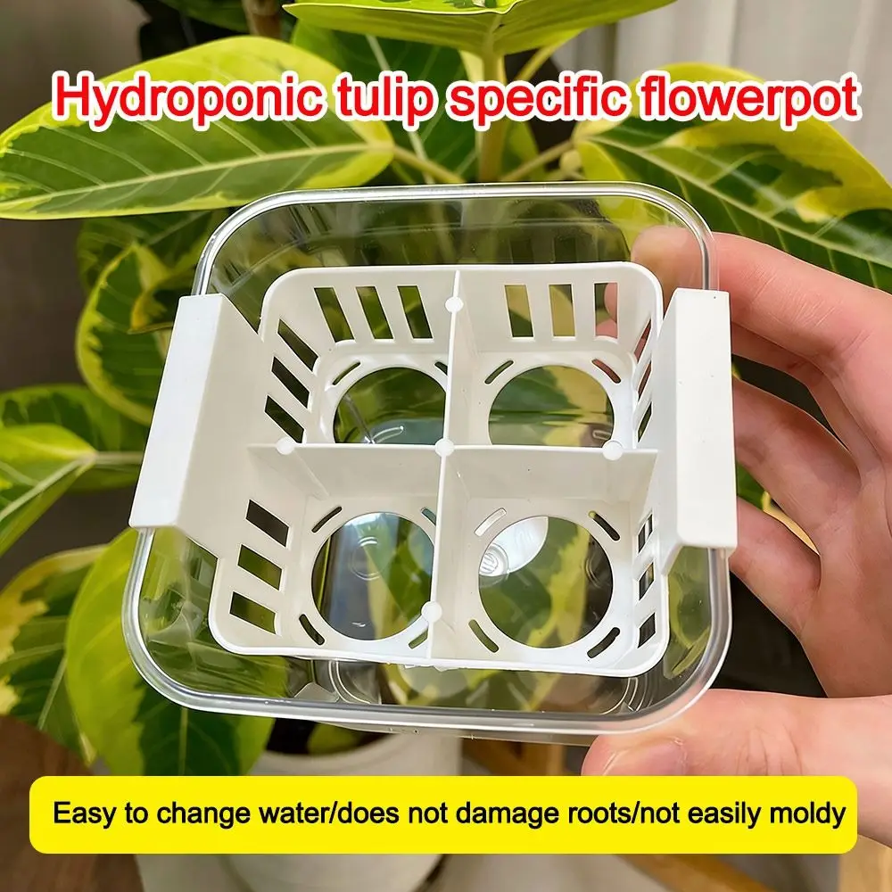 Acrylic Hydroponic Containers Clear With Breathable Support Basket Tulip Hydroponic Flowerpot Hydroponic Planter Home Decoration