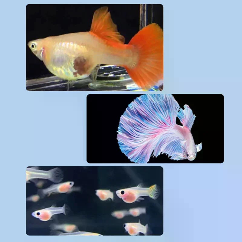 Floating Fish Breeding Isolation Box Aquarium Fish Tank Hatching Incubator Hatching Incubator Feeder Aquarium Hatchery