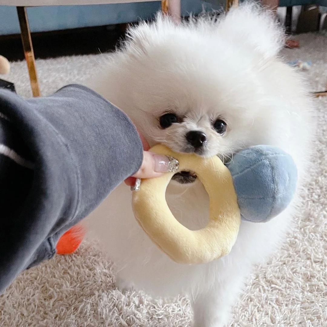 Ring Box Plush Toy Pet Dog Chew Toy Sounds Love Diamond Ring Case Puppies Soft Stuffed Interested Toys Confession Gift Kids Toys