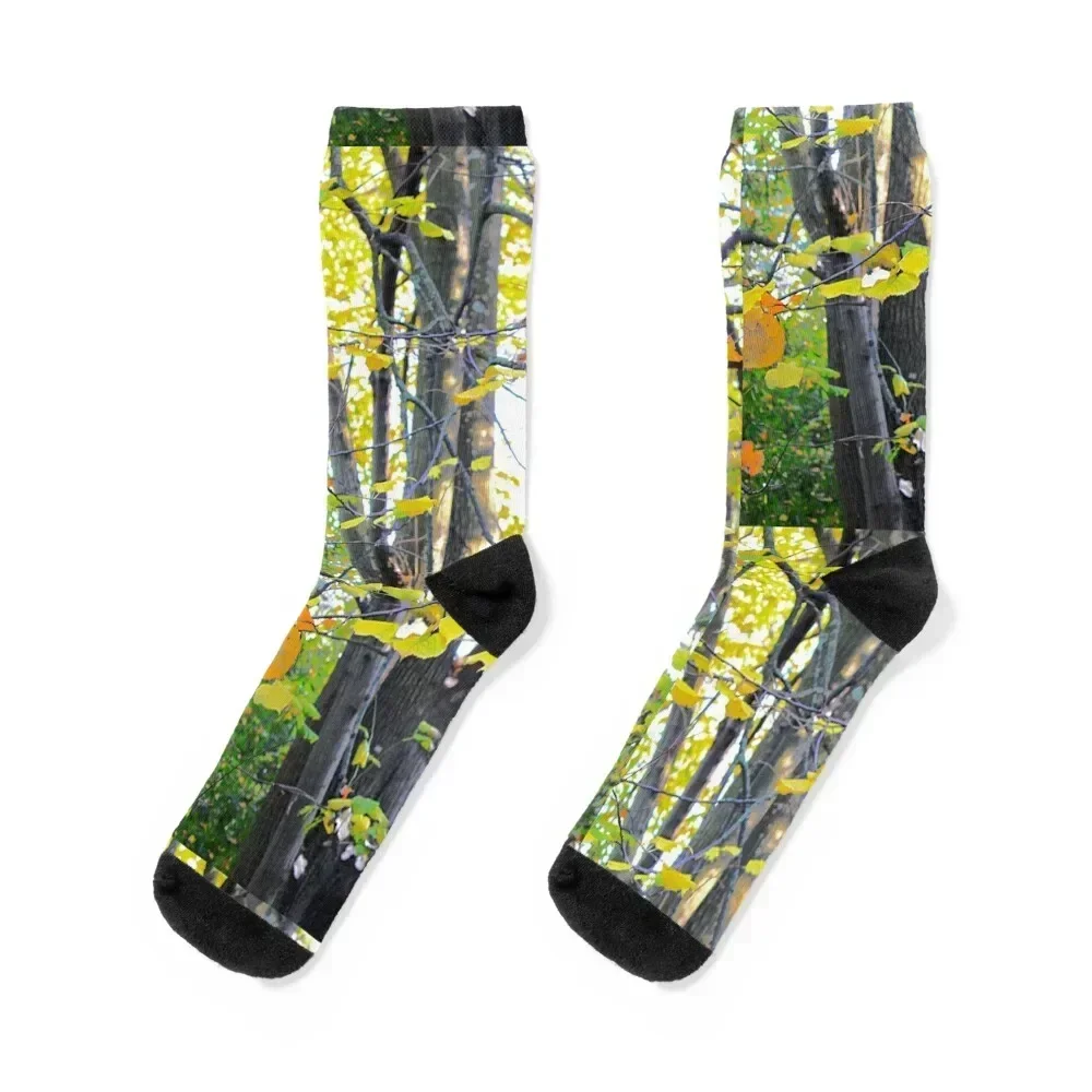 

autumn at gulbenkian museum Socks soccer anti-slip Toe sports Men Socks Women's