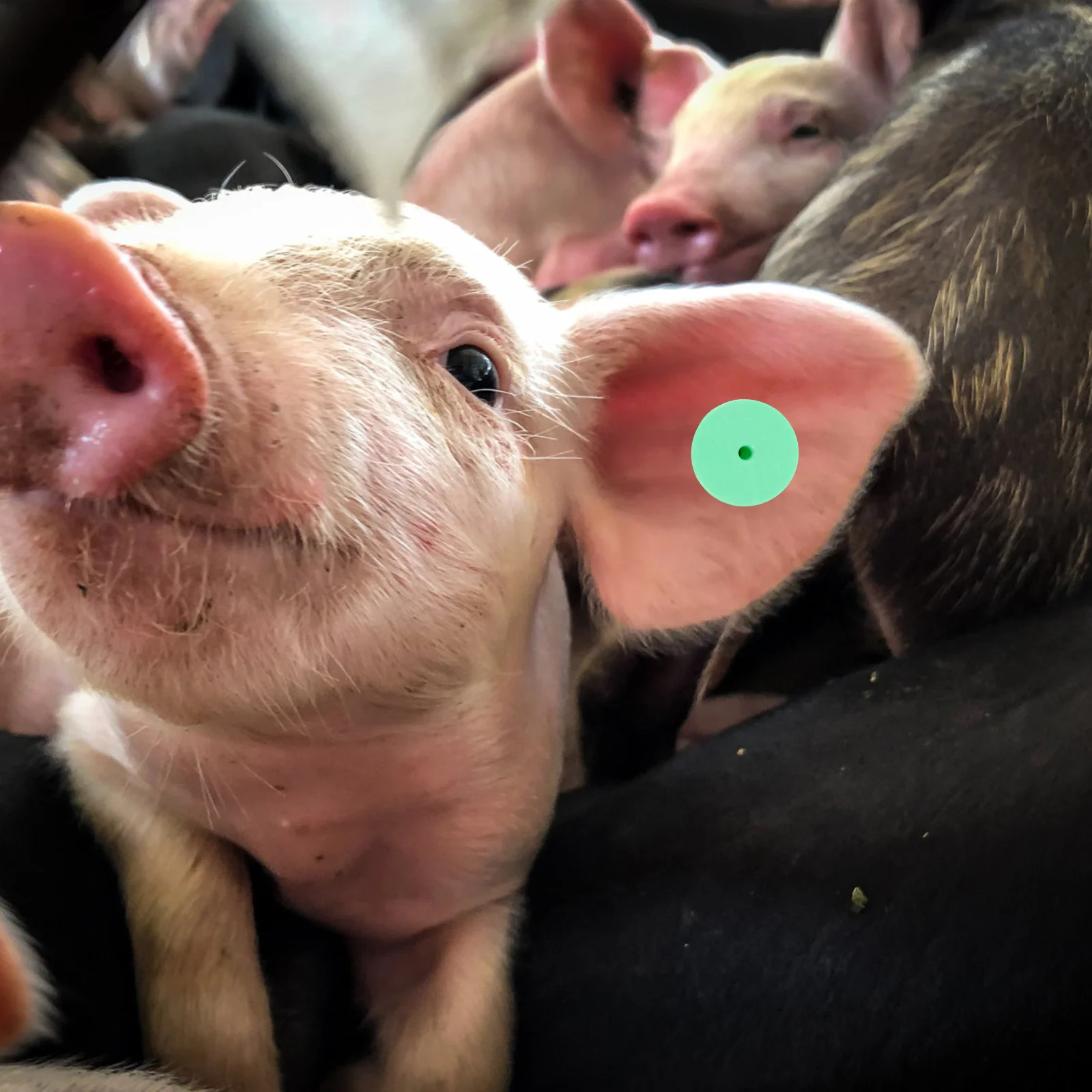 

100Sets Blank Livestock Ear Tags Strong Flexible Animal Id Tags for Cattle Sheep Pig Calf Cow Ear Tag Veterinary Supplies,