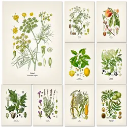 Plant Flower Study Retro Poster Botanical Prints Posters Vintage Home Living Room Decor Aesthetic Art Wall Painting