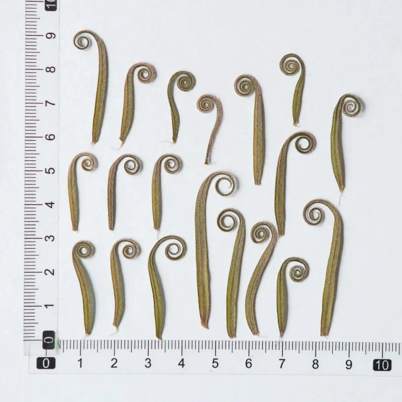 24pcs,Natural Pressed Cycads Shoots,Real Dried Flower for DIY Art Crafts Bookmark Gift Facial Decoration,DIY Jewelry Accessories