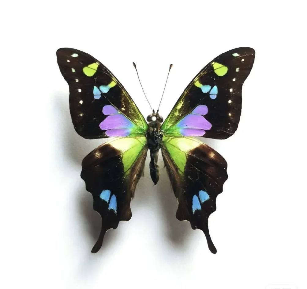 

Butterfly Specimen DIV Student Teaching Transparent Box Pack Real Butterfly Specimen Insect Specimen Butterfly Shooting Props