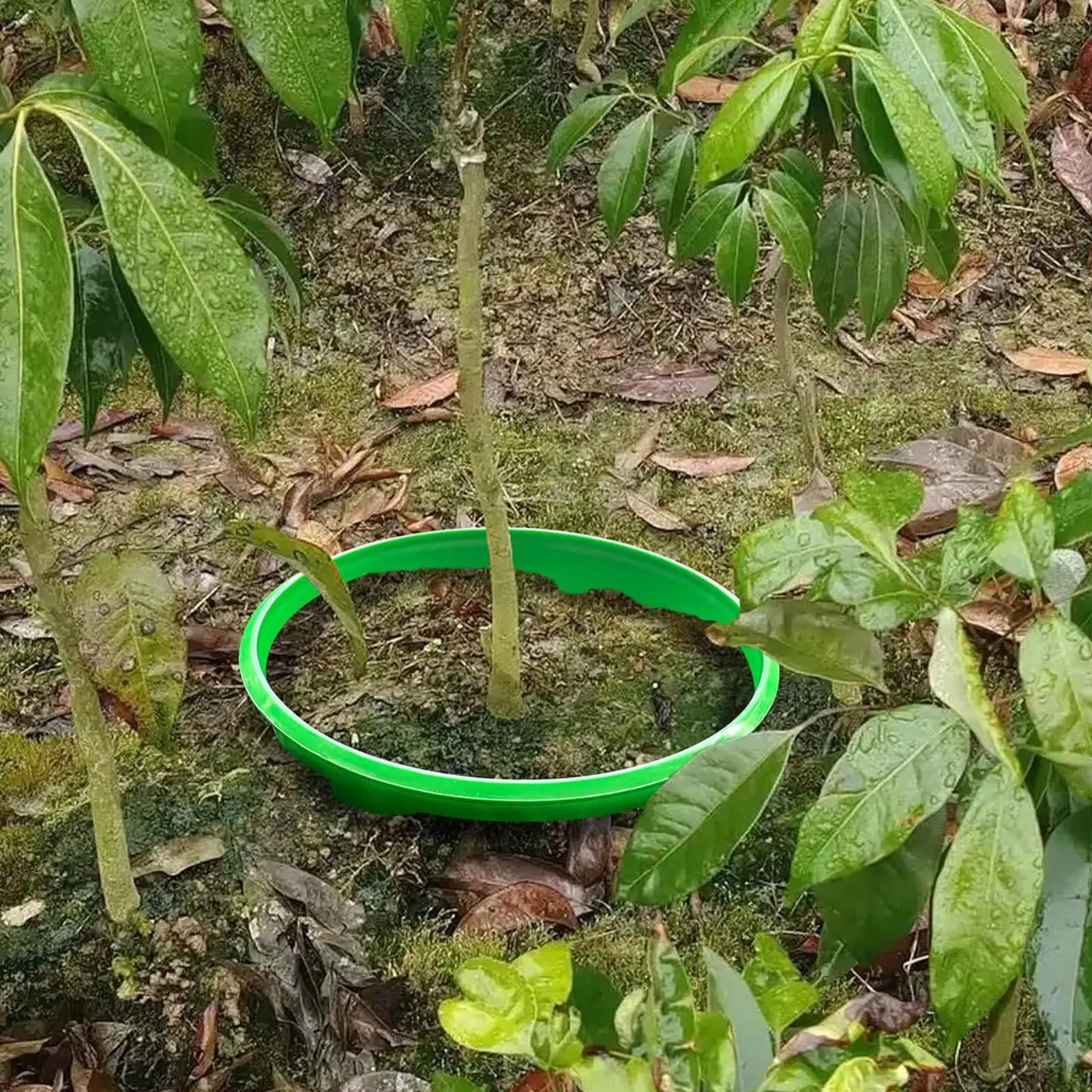 

Planting Rings For Garden 6 Pieces Border Edge Round Grow Rings For Outdoor Lawn Yard Greenhouse Vegetable Shrub Flower Bed