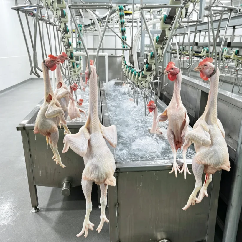 Horizontal Gizzard Degreaser, Deep Processing Machine for Poultry Slaughter Line