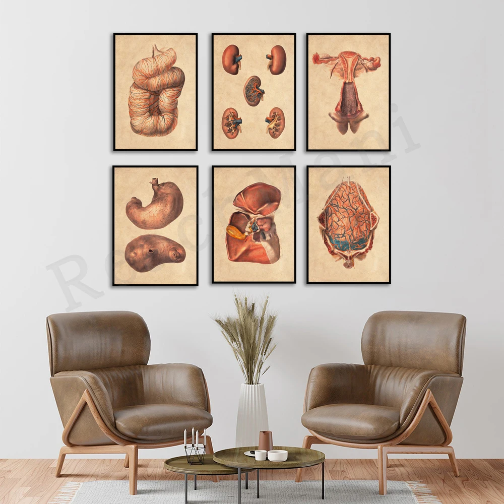 Vintage anatomy poster, physiology art, watercolor anatomy, organ structure, medical surgeon office decor, vintage science art