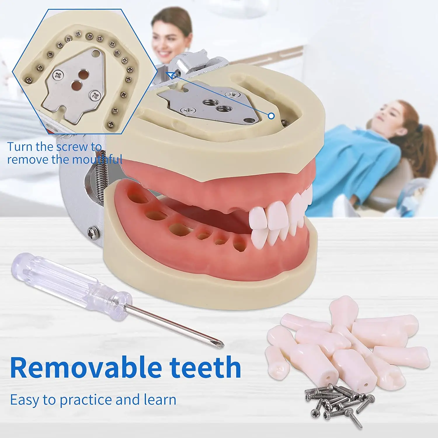 32 Typodont Teeth Model - Removable Tooth Teach Practice Model Teaching Study Typodont Demonstration Model Come