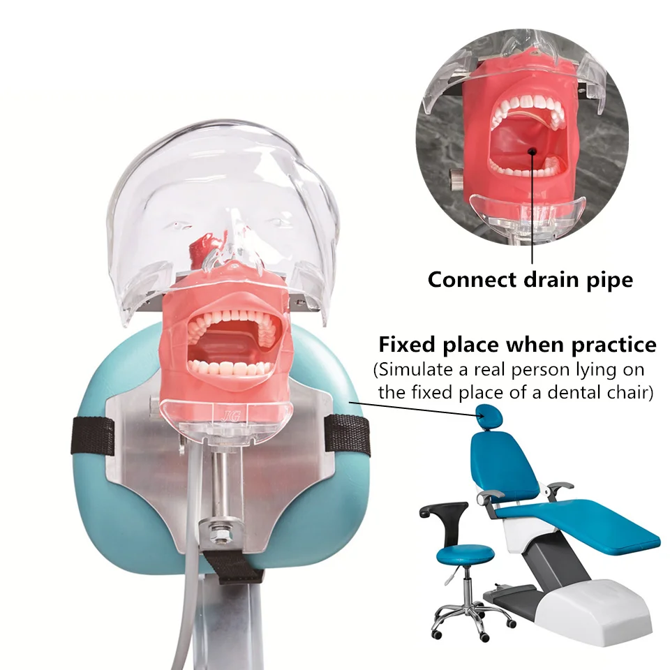 Teaching  Simulator Phantom Head Model Strap Chair for Dentist Practice Education Teaching Training Apparatu Training Unit