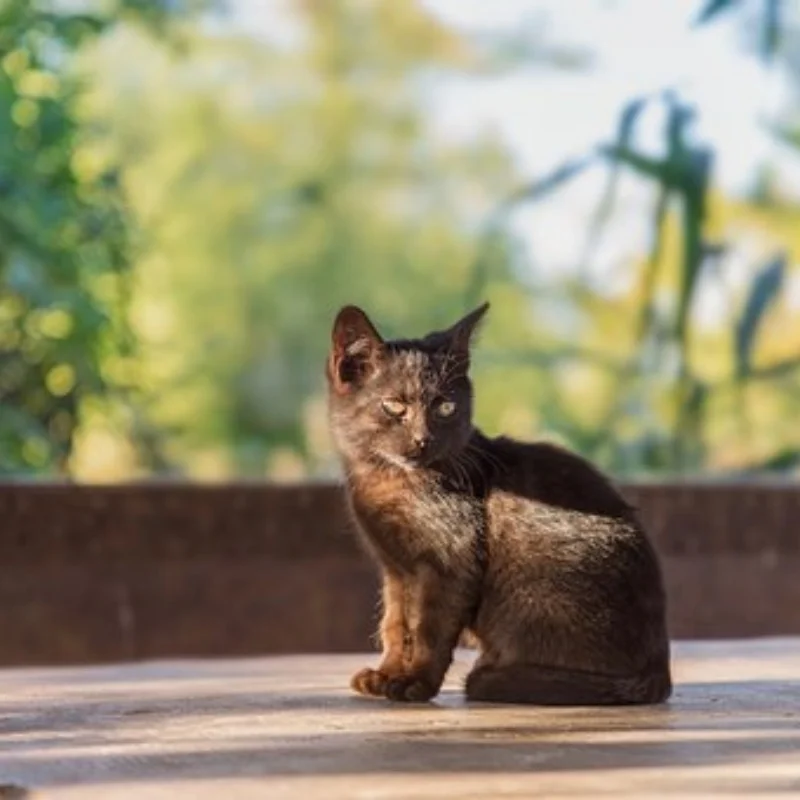 

RC Car Metal Upgrade Parts FOR WLtoys 144001 144002 144010 124016 124017 124018 124019 124007 124008 RIaarIo 1/14 1/12 JJRC C880