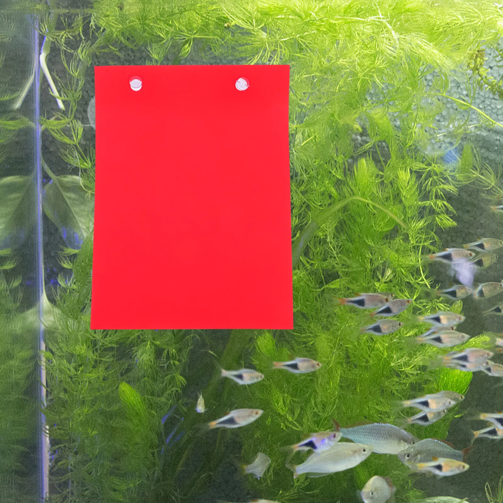4 قطع من لوح تكاثر الأسماك في - مراجعة Aquarium Fish Betta وسعره