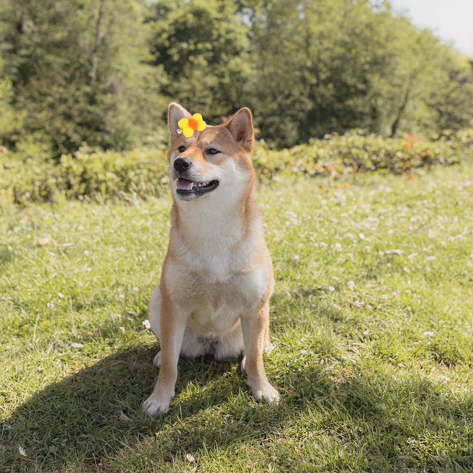 

10Pcs Pet Hair Clips Bowknot Headdress for Small Dogs Cats Lovely Durable Easy on Off Photo Shoots