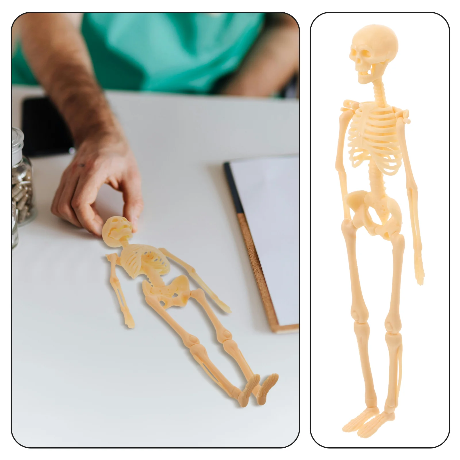 Model Simulation Bone Props For Anatomy Study Artificial Plastic Anatomical Child
