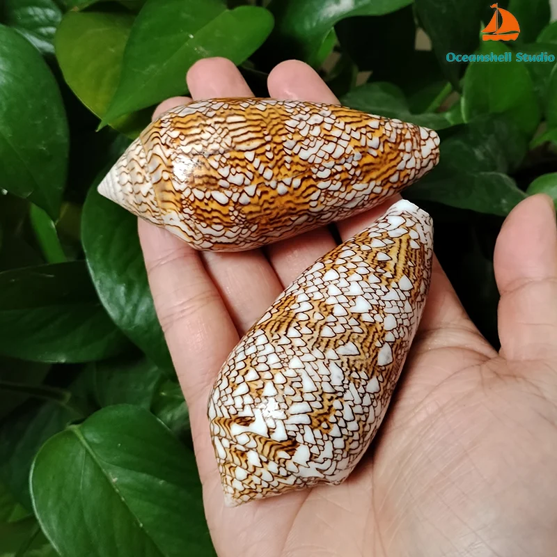 2 PC Textile Cone Shells 7CM-8CM Cylinder Textile Conus Conch for DIY Craft Home Décor Fish Tank Wedding Beach Theme Party