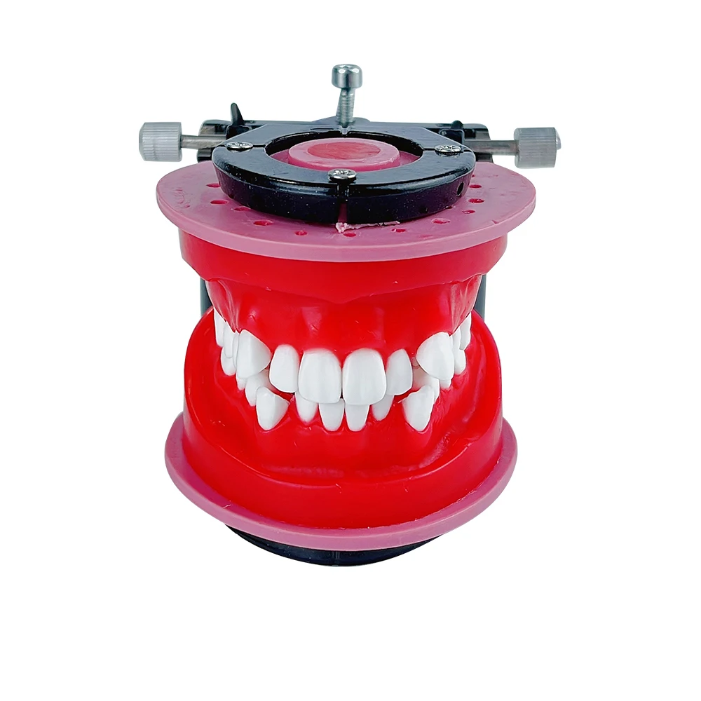 Orthodontic Tooth Model Red Wax Gum Teeth Teaching Model for Dental Technician Training Studying Doctor-patient Communication