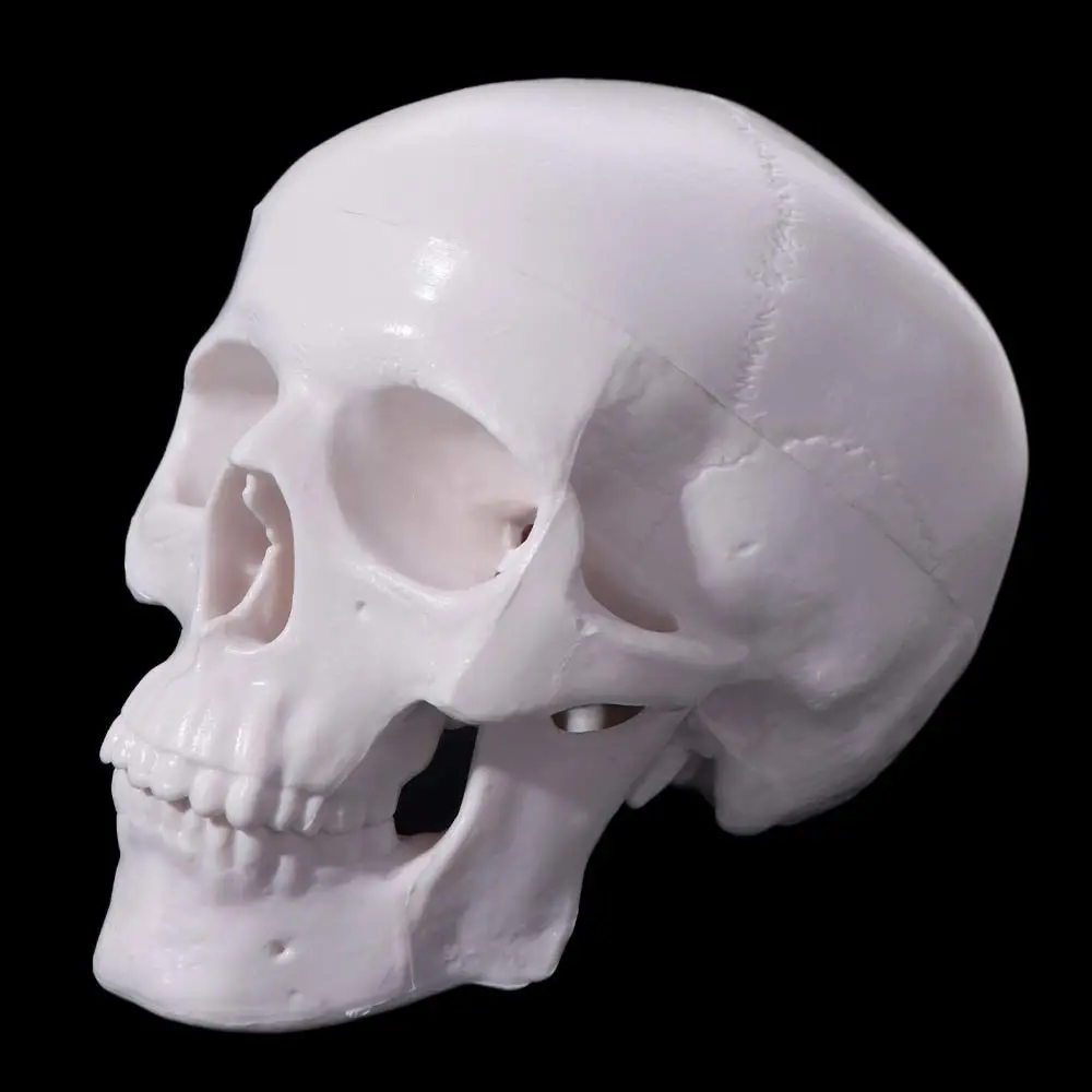 Fine Arts Removable Skull Model Convenient Skull Cap Human Head Model Resin Mini Anatomical Head Skull Teaching Supplies