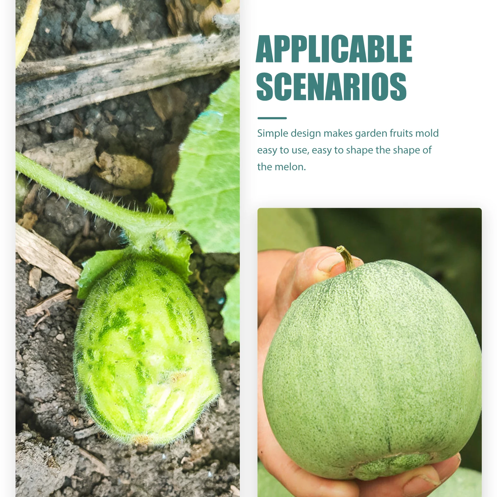 

2Pcs Cai Shen Plastic Fruit Growing Mold Melon Shaping DIY Vegetable Garden Reusable Clear Mold Fruit Accessory