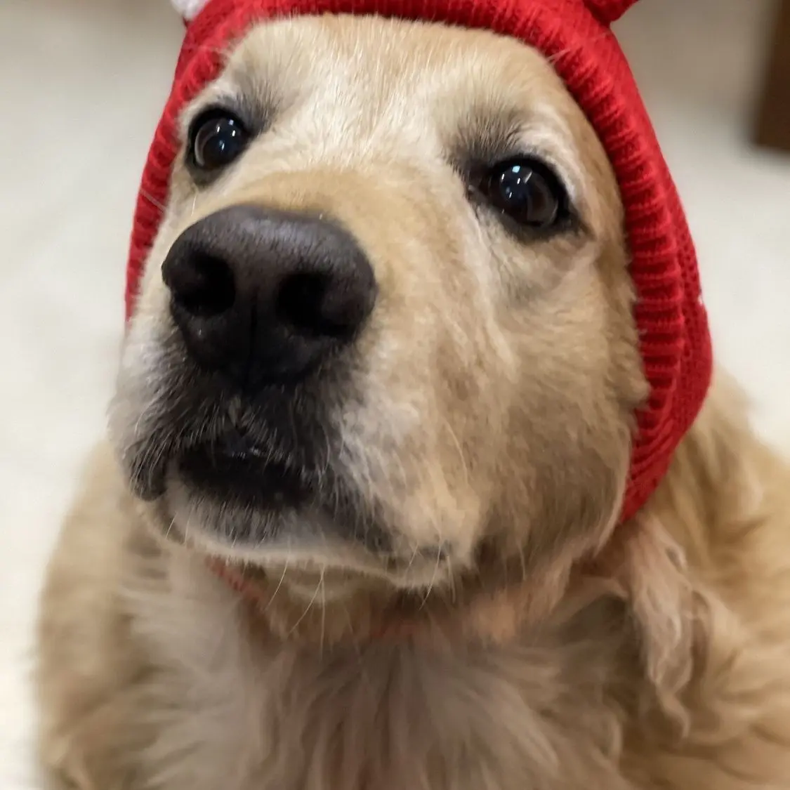 Dog hat winter medium and large dog Labrador golden retriever funny head cover warm pet puppy big dog ears