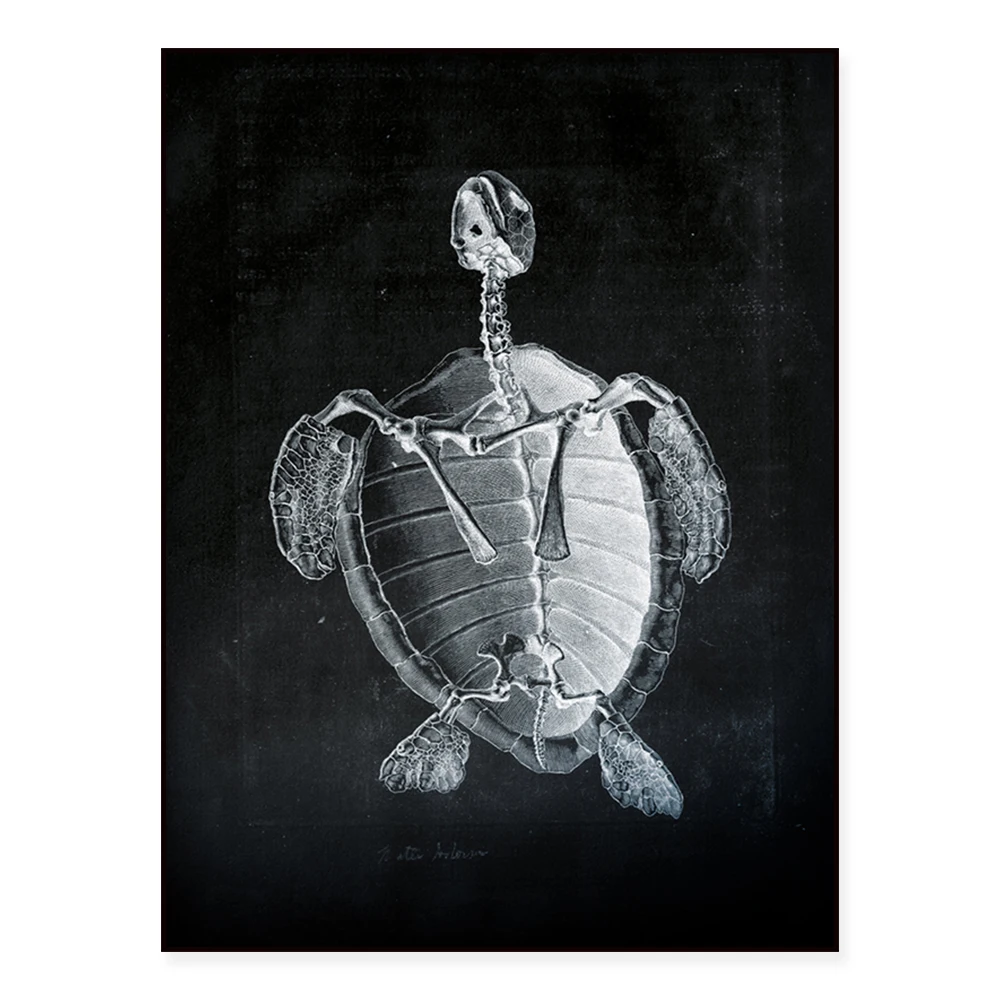 Animal anatomy, monkey, bear, tiger, ostrich, deer deer skull, turtle, boy skeleton and horse skull skeleton art ethereal poster