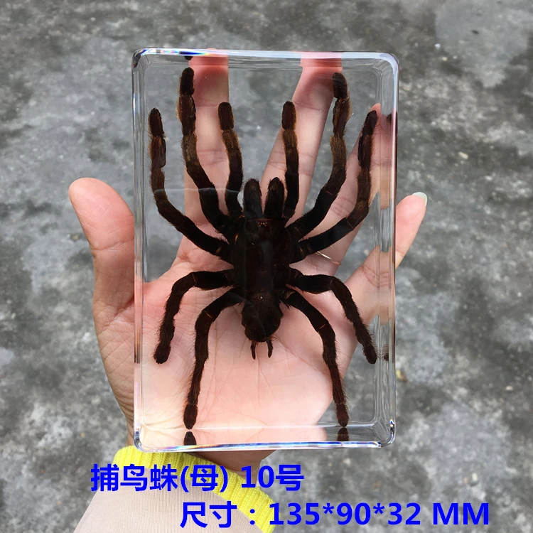 Hars Insect Specimen Centipede Spider Kever Scorpion Biologische Handgemaakte Specimen Jongen Gift