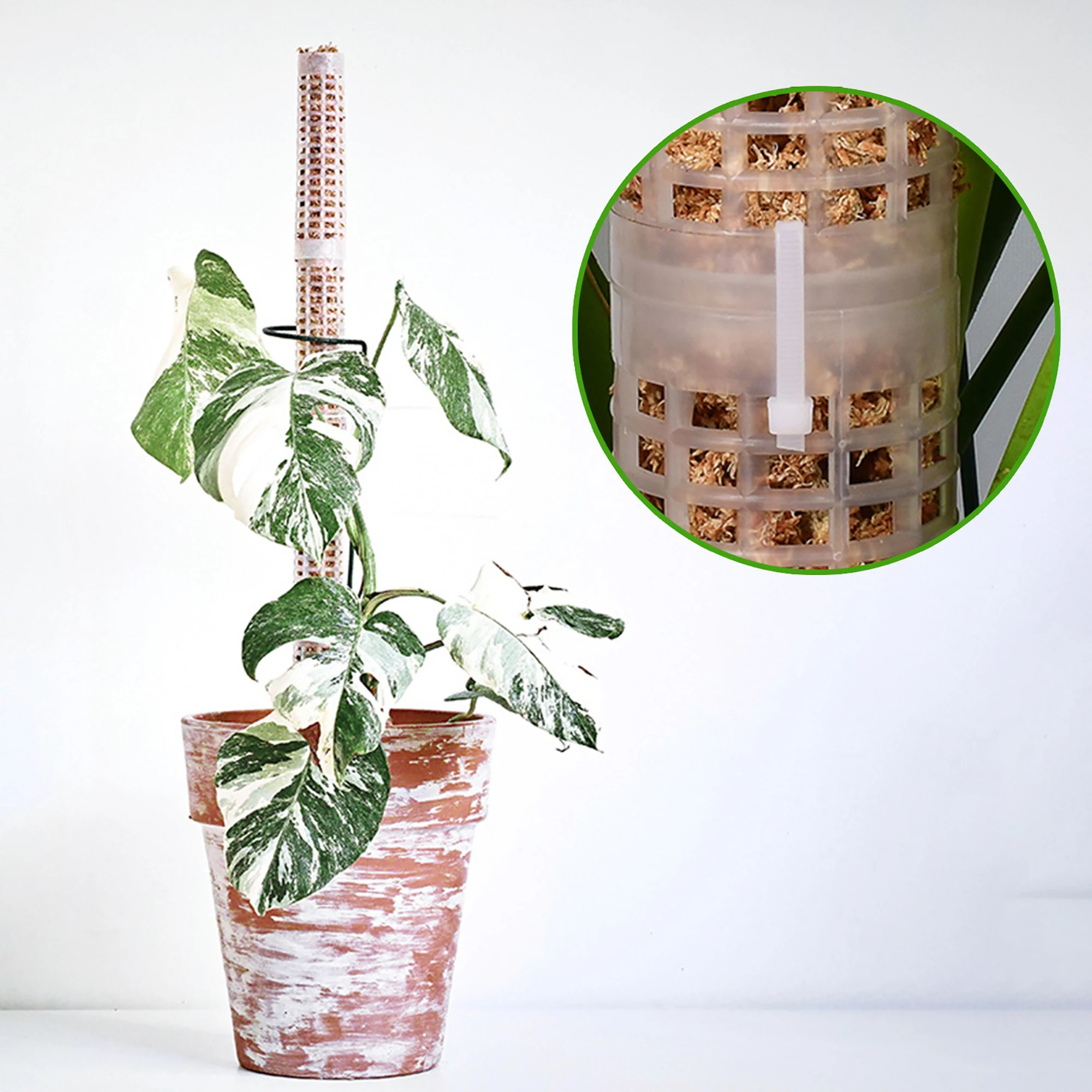 Sphagnum Moss Dry - プラスチック製のモス支柱、室内植物用の支柱、モンスタプラント用のモス支柱、水苔支柱