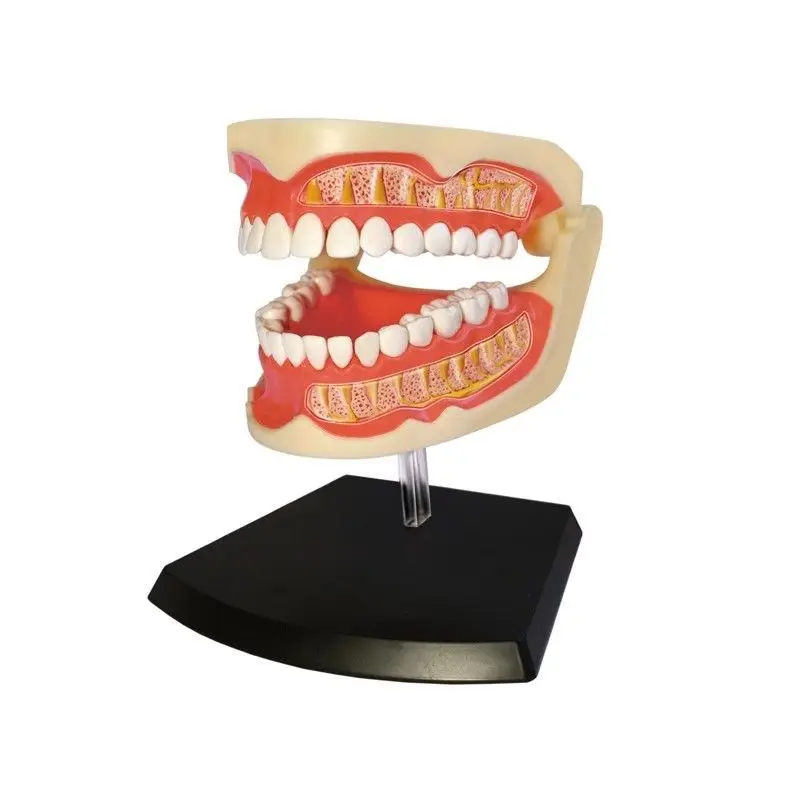 4D MASTER Dental Anatomy Model Standard Medical Oral Teaching Aid Disassemblable and Assemblable Medical Model