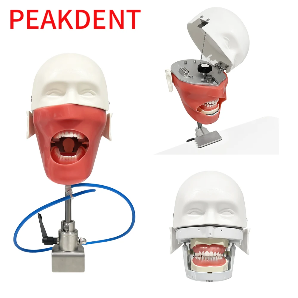 Simple Head Model Dental Simulator Phantom Head for Dentist Education Practical Training Tool 360-degree Adjustment Demonstrate