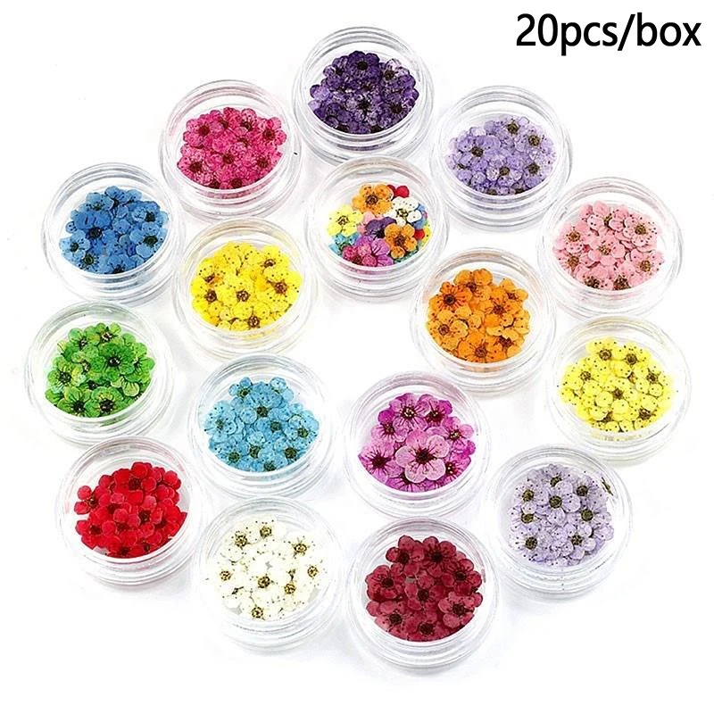20 piezas/caja de flores de narciso y flor de ciruelo prensadas y secas para resina epoxi, fabricación de joyas, arte de uñas, manualidades y accesorios DIY