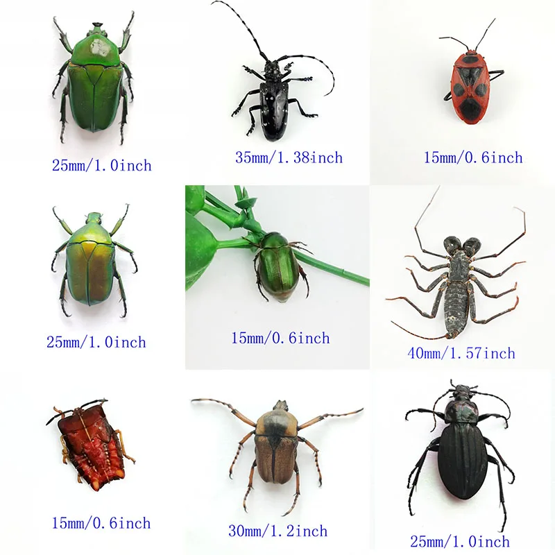 

Insect Specimen of Real Beetle, Cognition, Animal, Optional Spade, Beetle, Teaching, Research, Education, Photography Props