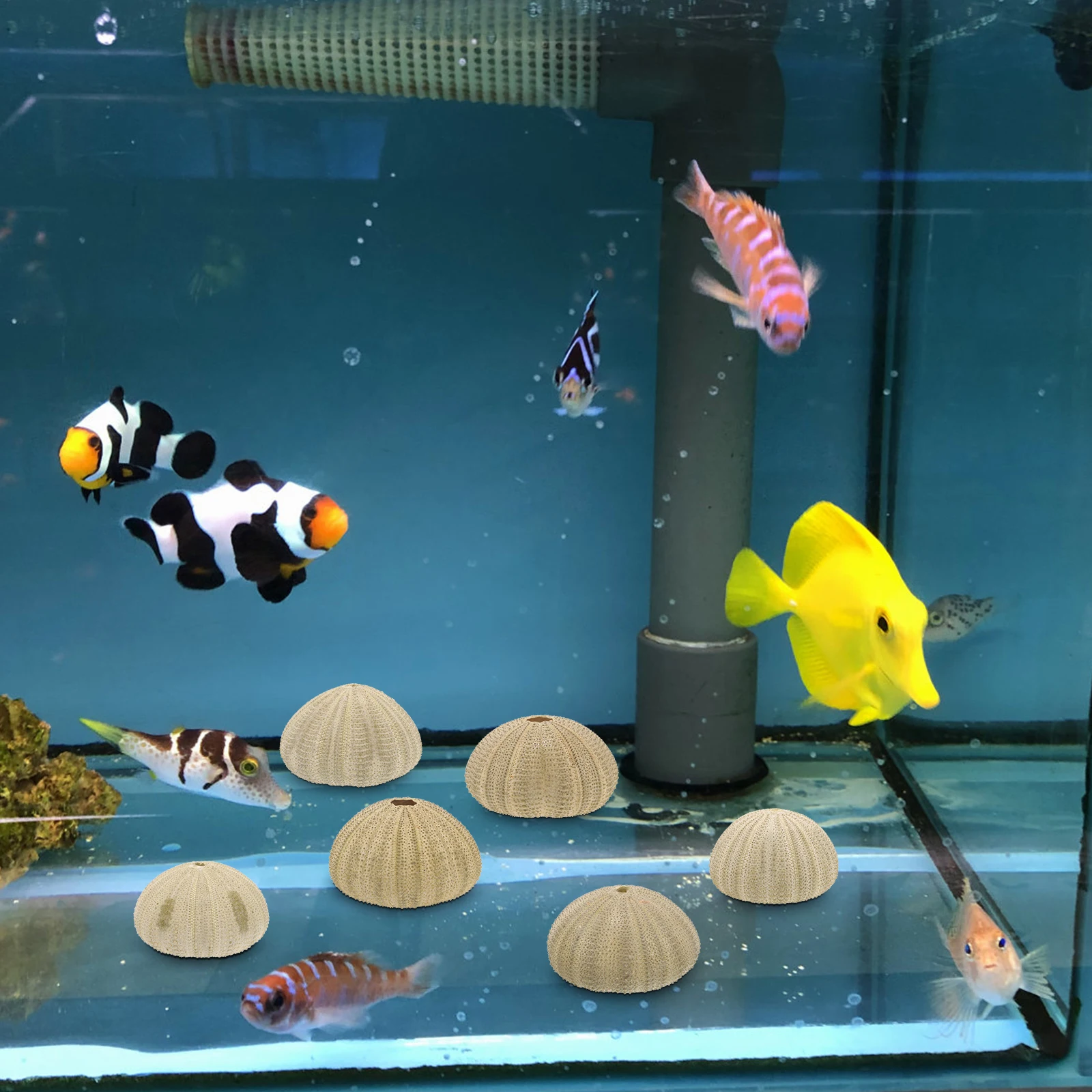 6 قطعة قذائف قذائف البحر الطبيعية خزان الأسماك قذائف قذائف البحر قذائف البحر حلية خزان الأسماك الخضراء اكسسوارات ديكور المنزل #2